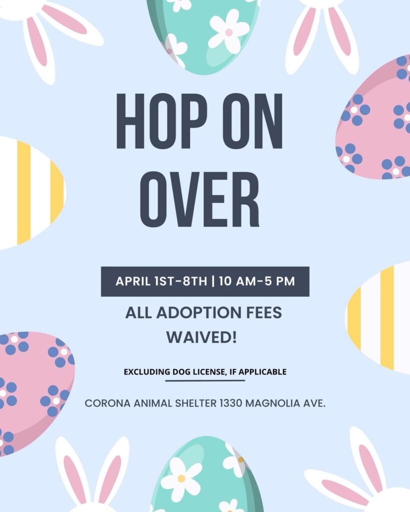 Hop on over to the Corona Animal Shelter for the Spring Special. April 1st-8th all adoption fees are waived. Yes, you read that right, no fees to adopt! Come find some-bunny to love. For more information, please call (951) 736-2309 or visit us at 1330 Magnolia Ave. #hoptoadopt #spring #rescuedog Reposting with care by #codiedeaf (#codiecommunityposting is for informational purposes only. It does not constitute CODIE's endorsement.)